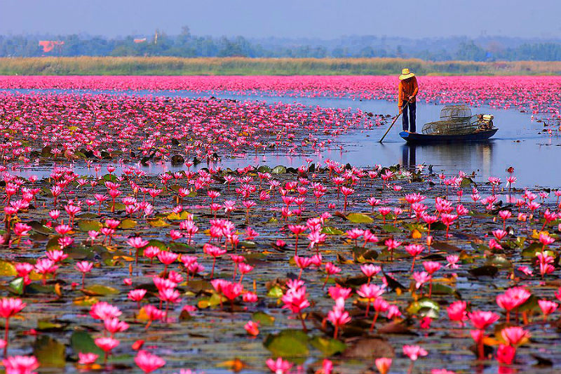 Цветы лотосы