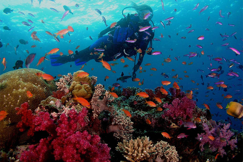 Лучшее место для дайвинга — Ко Липе