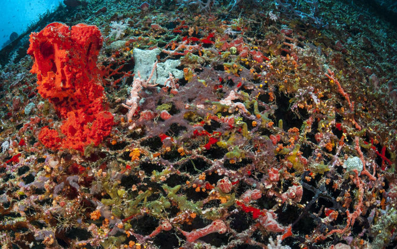 Лучшее место для дайвинга — Сулавеси