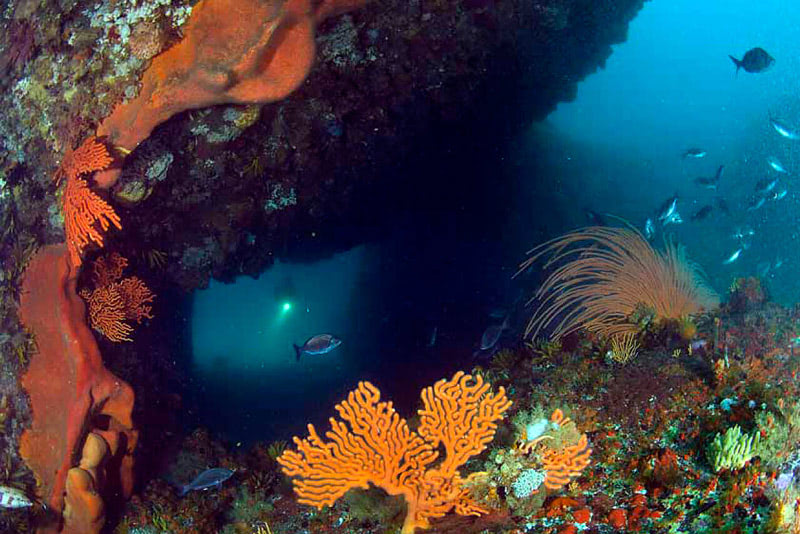 Лучшее место для дайвинга — Кейптаун