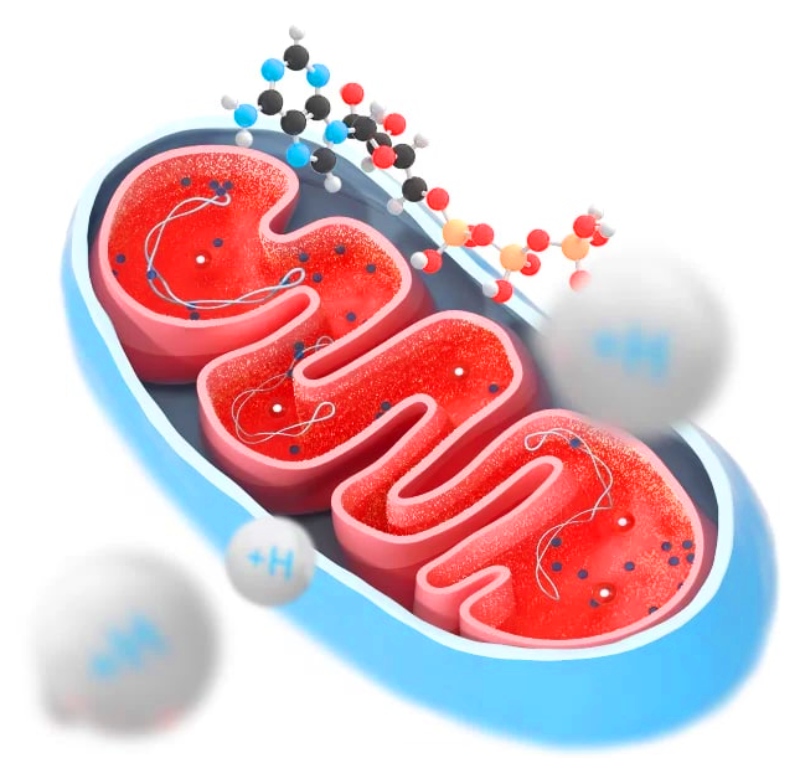 Польза очищенной воды