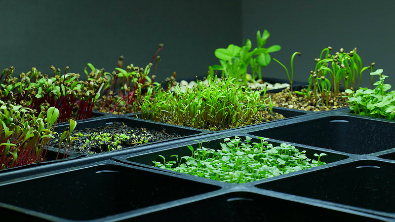 Пророщенные зерна и их выращивание