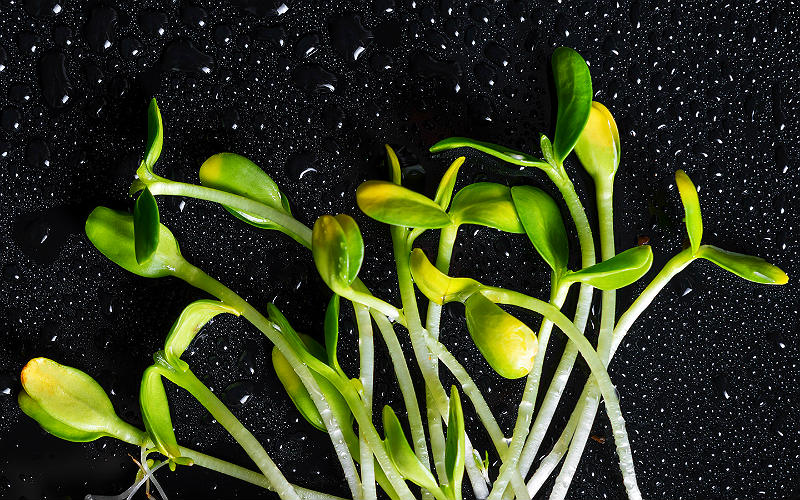 Пророщенные зерна микрогрин