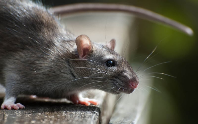 Место почитания крыс — индийский храм