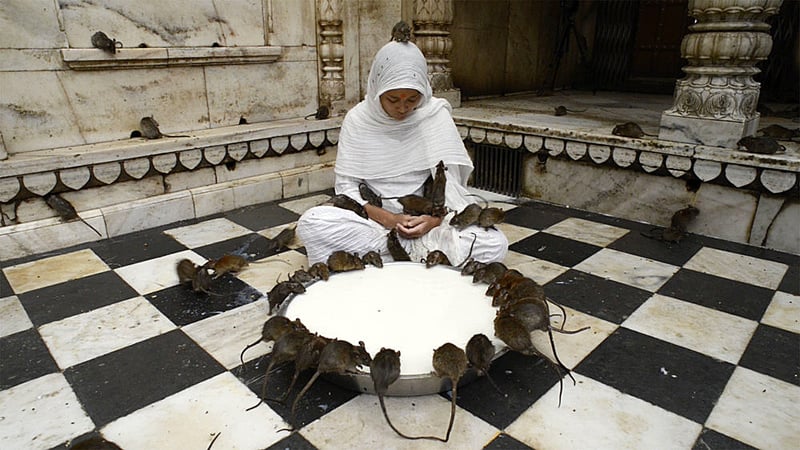 Мистическое место в Индии — храм Карни Мата