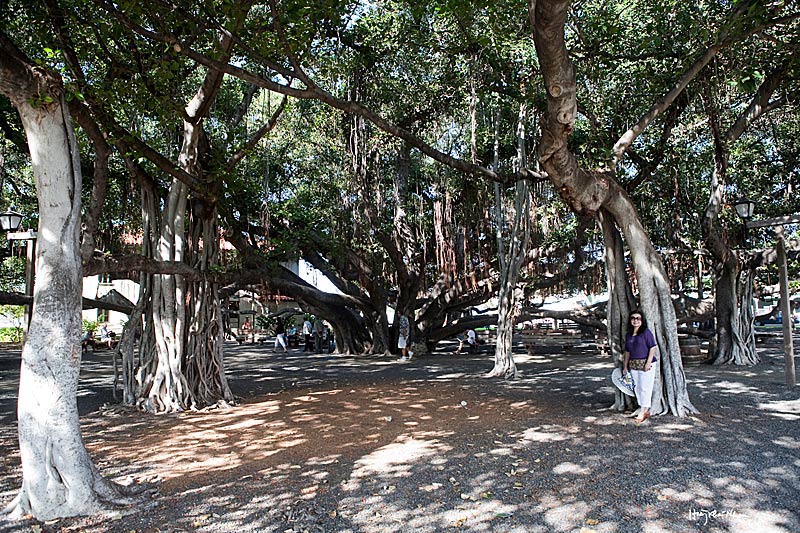 Мистическая Индия — Великий баньян