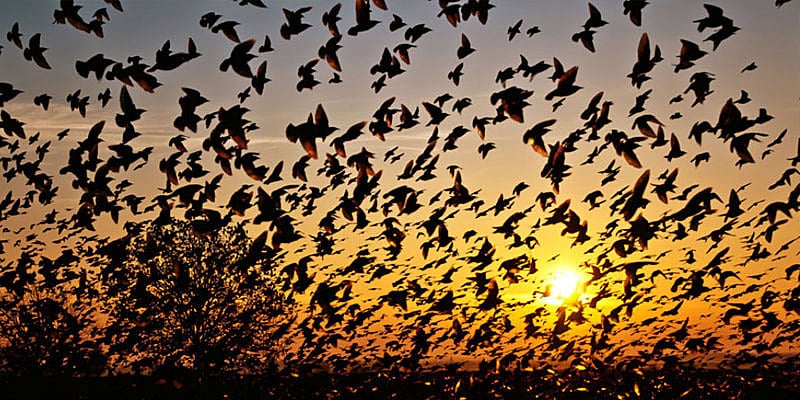 Мистические места Индии — долина Джатинга