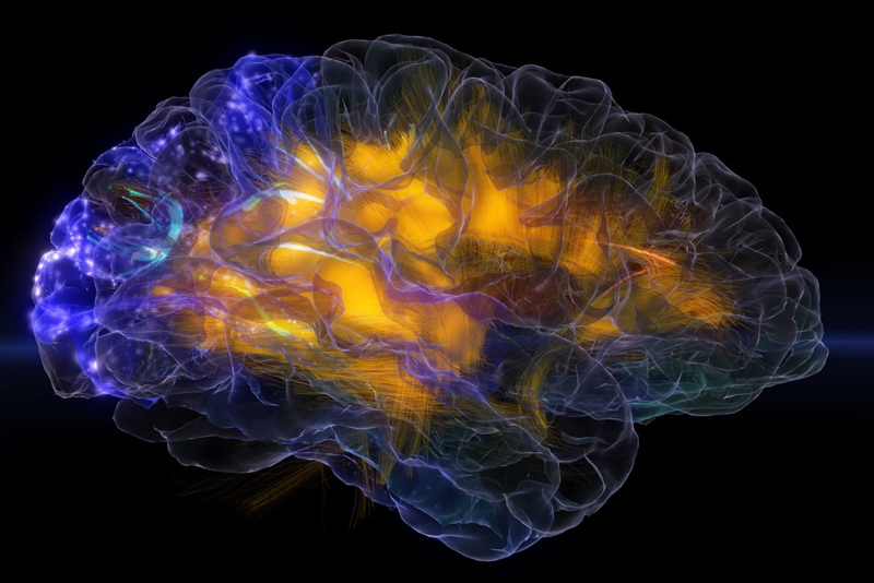 Человеческий мозг