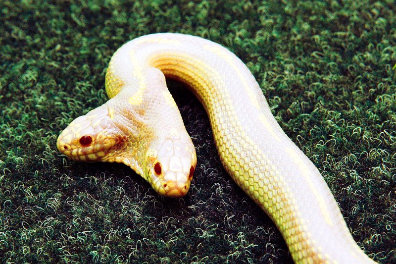 Мутации определение