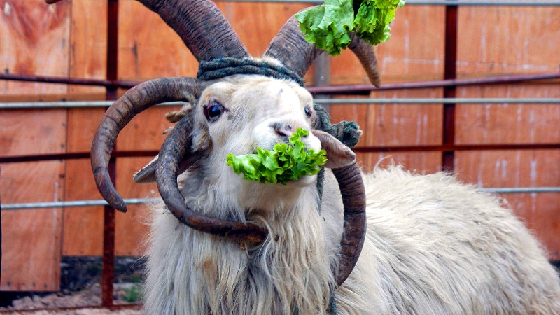 Кто подвержен мутациям