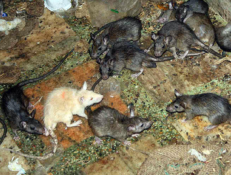 Необычный храм Индии — Карни Мат