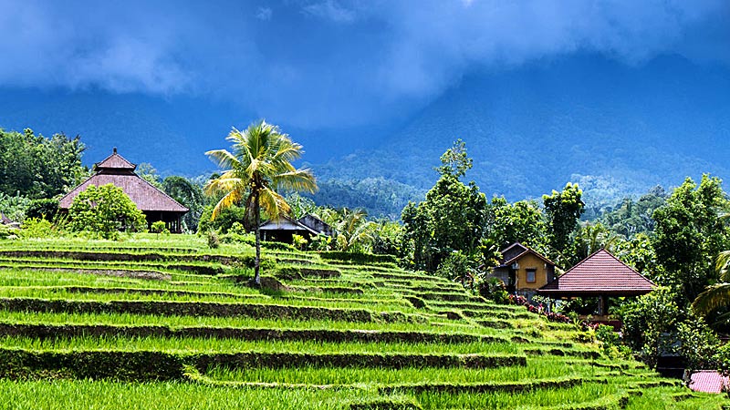 Отдых на рисовых террасах Бали