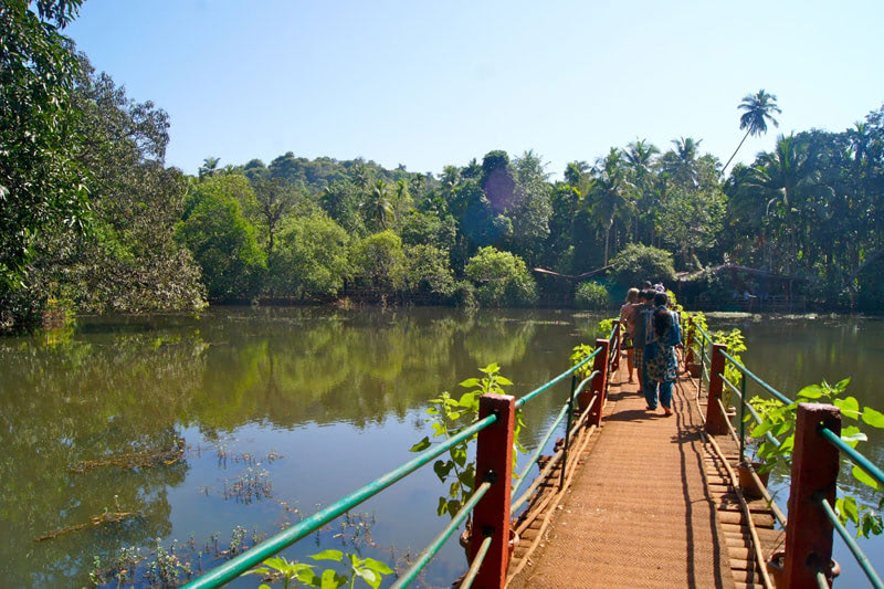 Отдых на Гоа — плантации специй