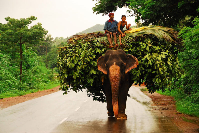 Отдых на Гоа — катание на слонах