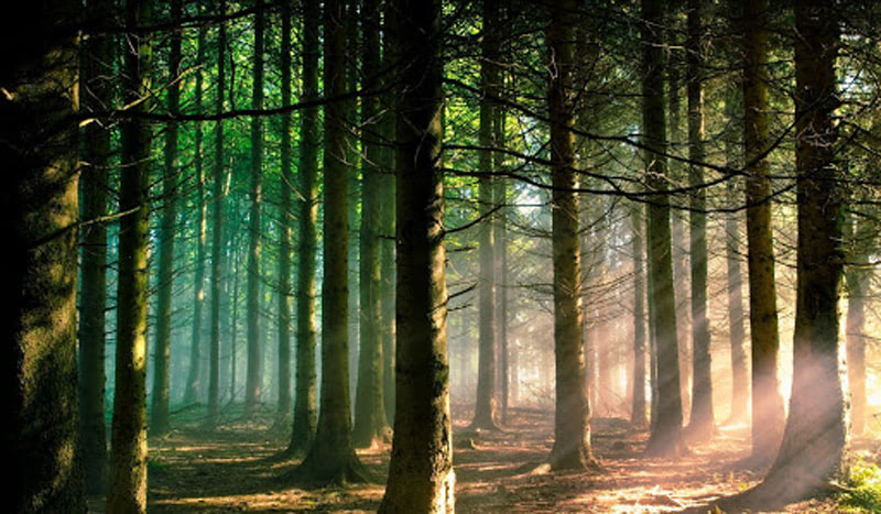 Праздник летнего солнцестояния в лесу