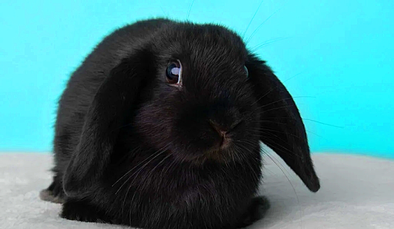 Предсказания в год кролика