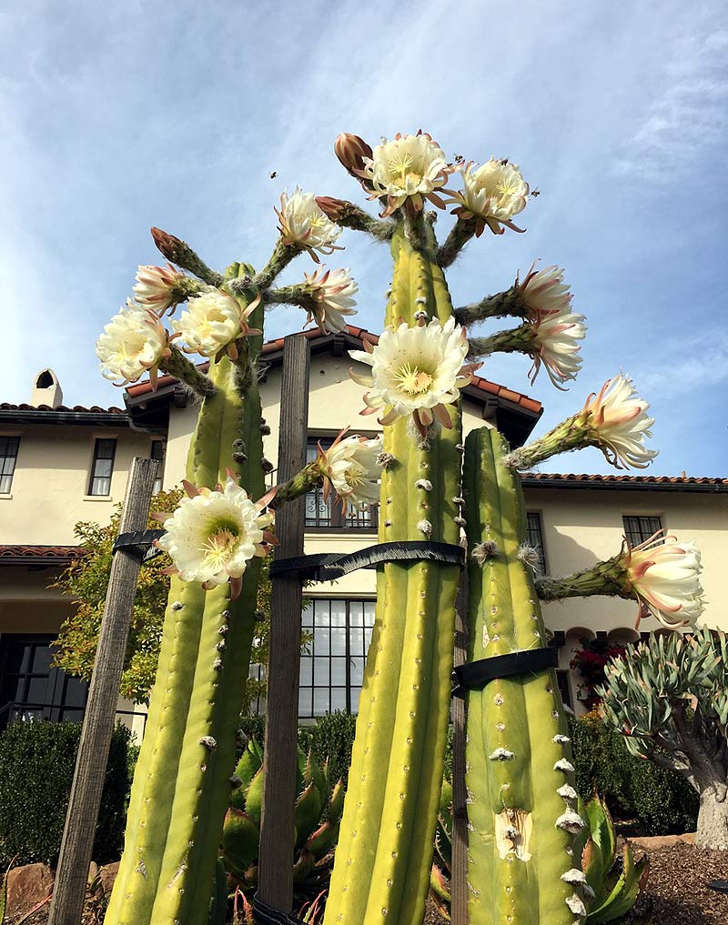 Психоделический опыт, психоактивные вещества