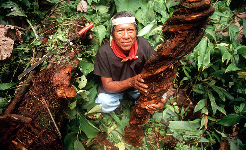 Психоделический опыт — аяуаска