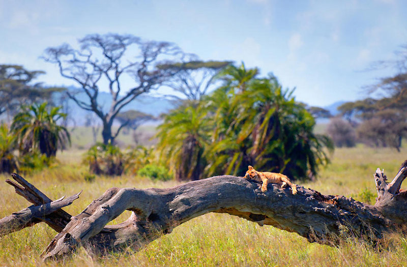 Путешествие на поезде по Африке