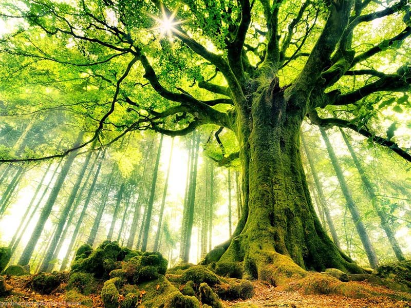 Расстановки по Хеллингеру