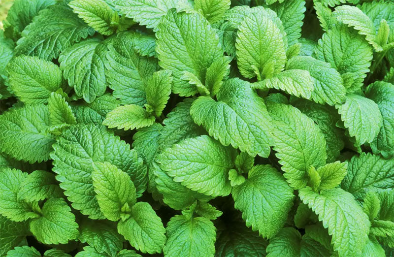 Рецепт июня — чай из мяты