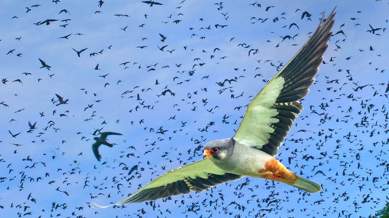 Матрица и аномалии