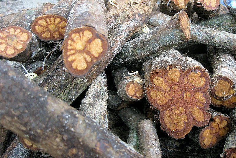 Шаманизм и аяуаска