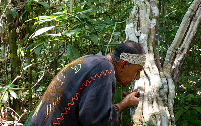 Дерево в шаманизме