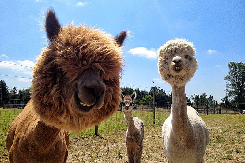 Шерстяной плед