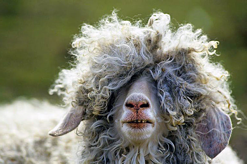 Шерстяной плед