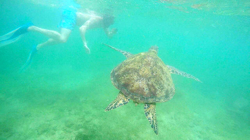 Дайвинг на Шри-Ланке в ноябре