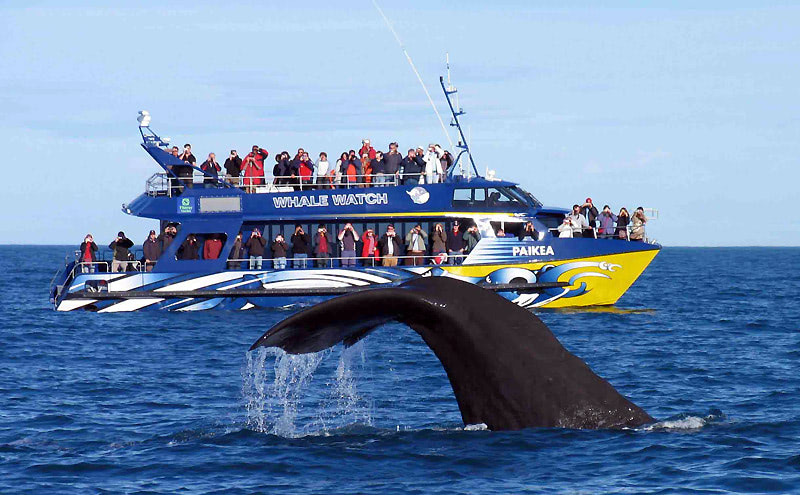 Киты на Шри-Ланке в ноябре