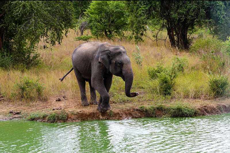 Национальный парк на Шри Ланке