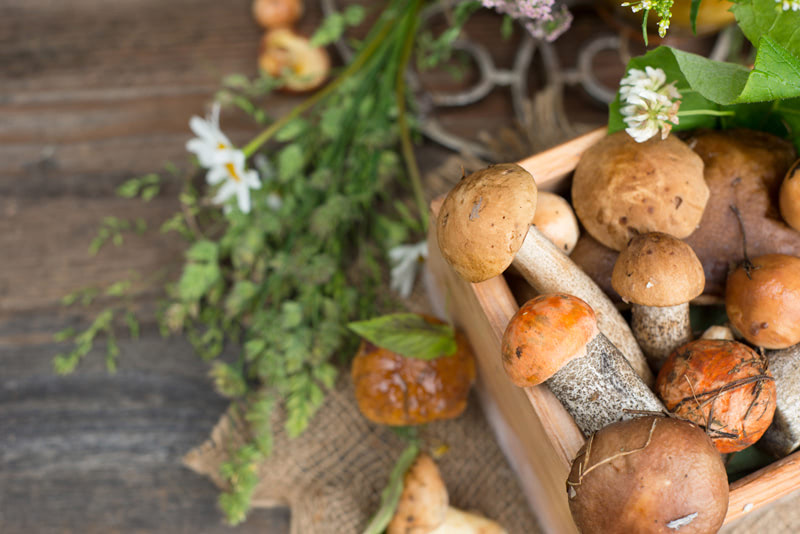 Синрин-йоку — сбор грибов