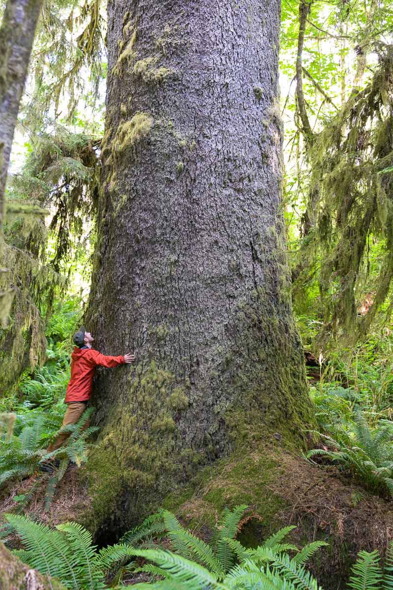 Синрин-йоку в лесу