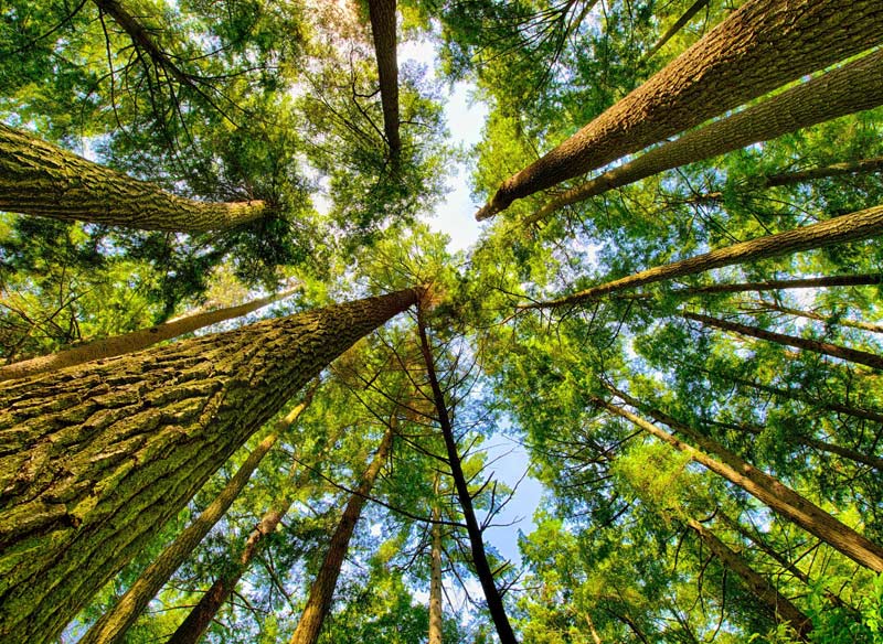 Синрин-йоку — лесное купание