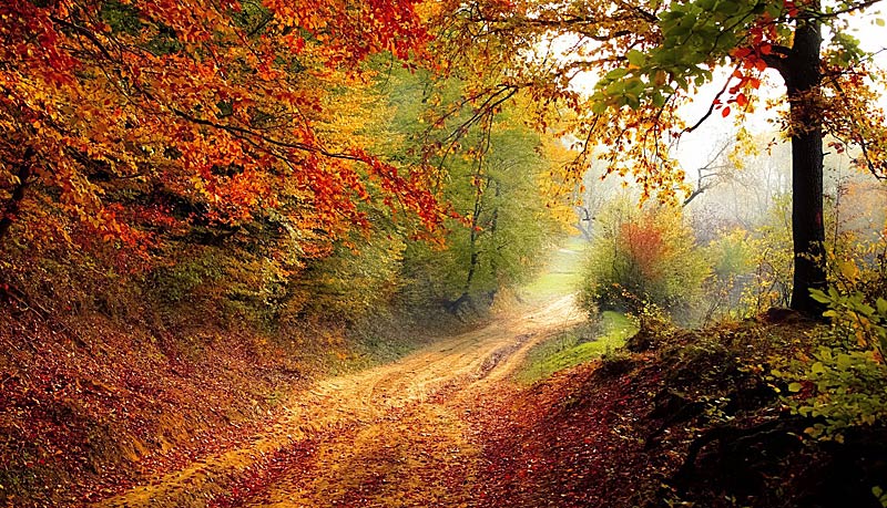 Синрин-йоку — запах леса