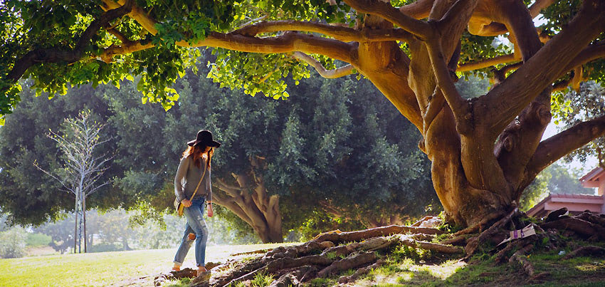 Синрин-йоку — лесные прогулки