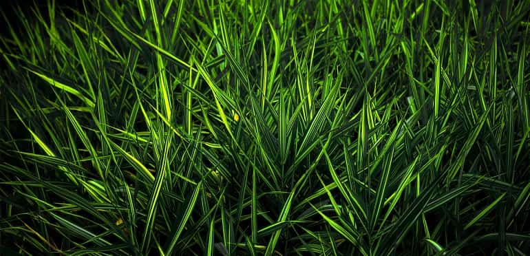 Травянисто зеленый