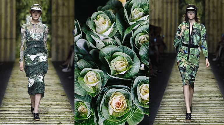 Цвет кудрявая капуста