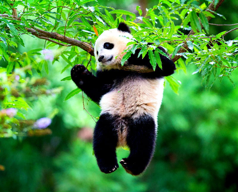 Онлайн зоопарк бесплатно