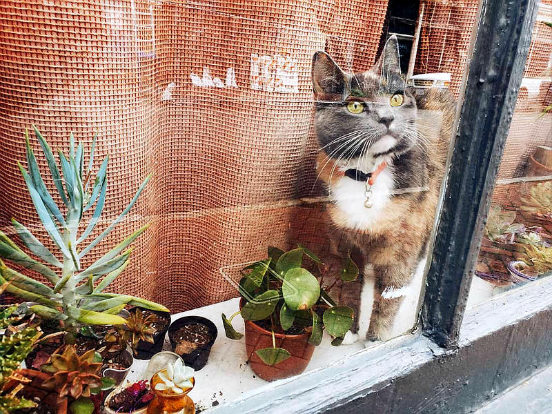 Вегетарианский бизнес — йога и животные