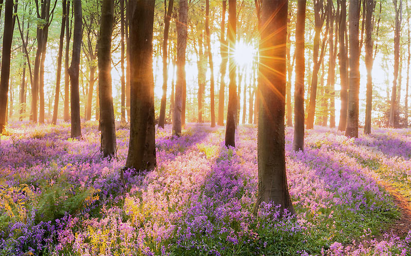 Весенний лес в день Остары