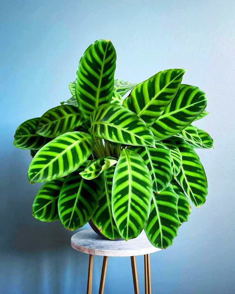 Зеленые растения