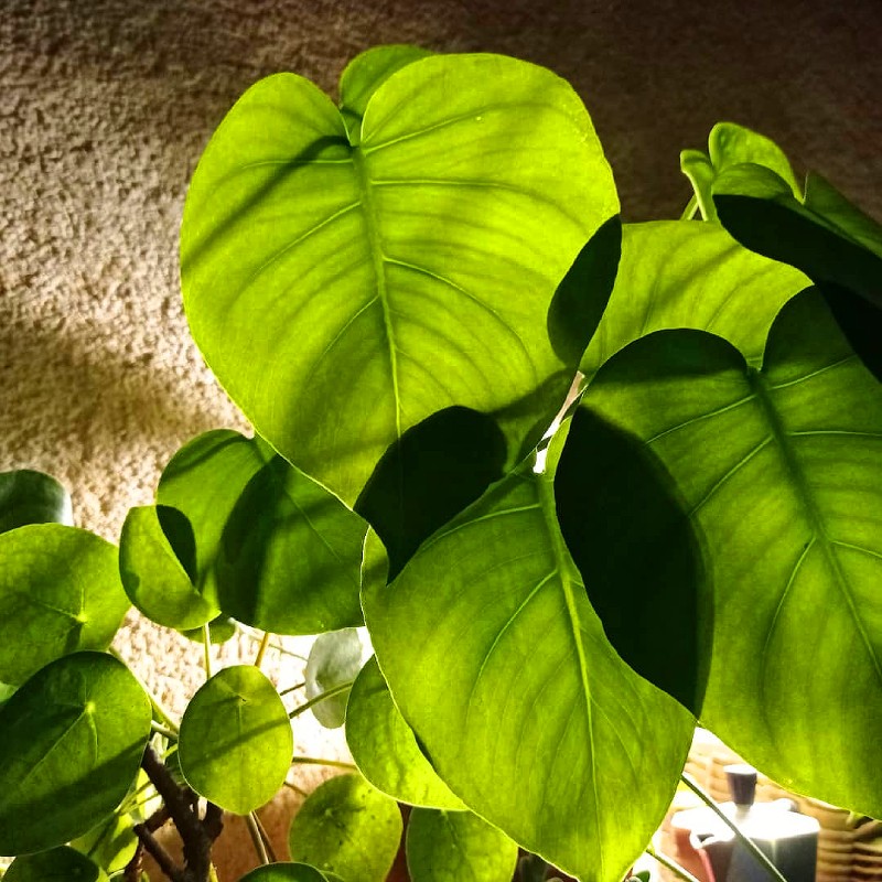 Зеленые домашние растения