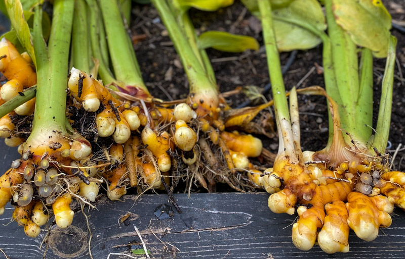 Корень куркумы