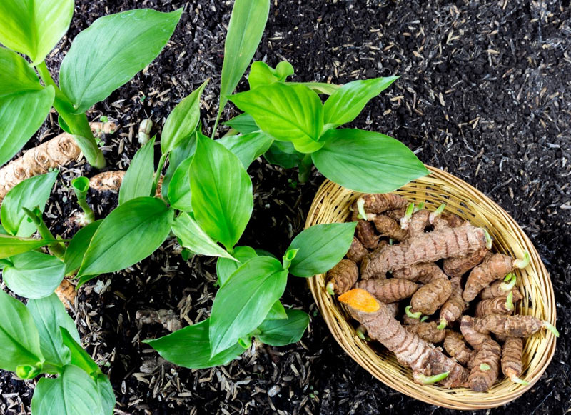 Растение и корень куркумы